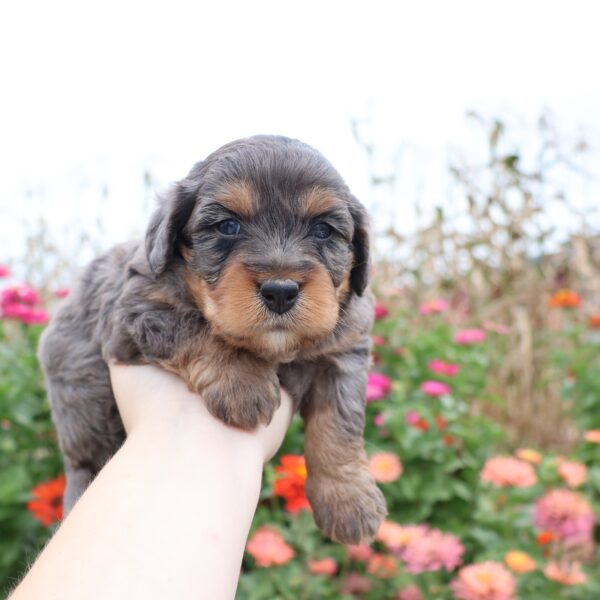 brown merle bernedoodle