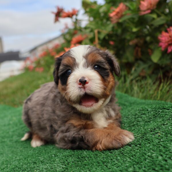 hypoallergenic puppies