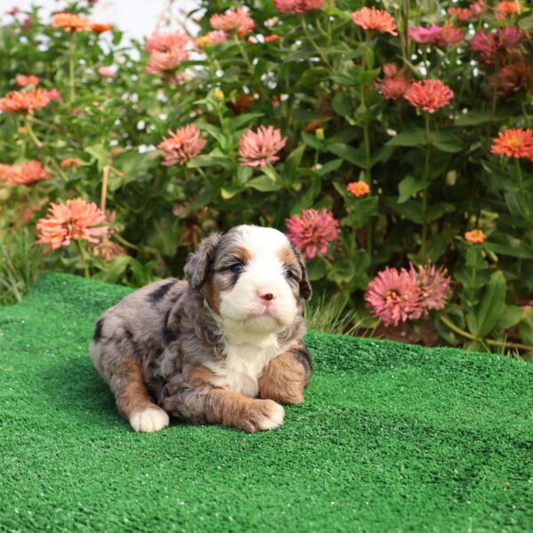 hypoallergenic puppies