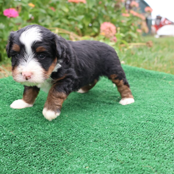 hypoallergenic puppies
