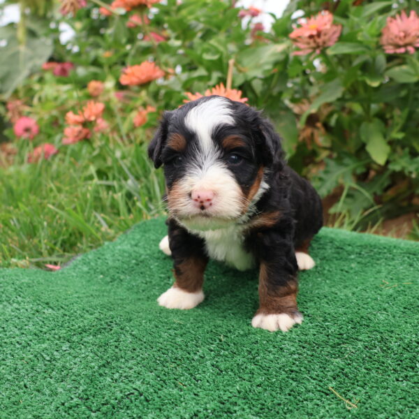 hypoallergenic puppies for sale
