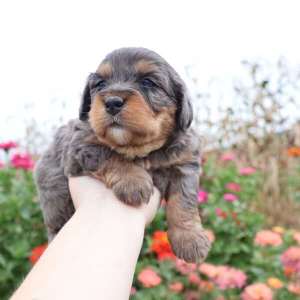 hypoallergenic puppies near me