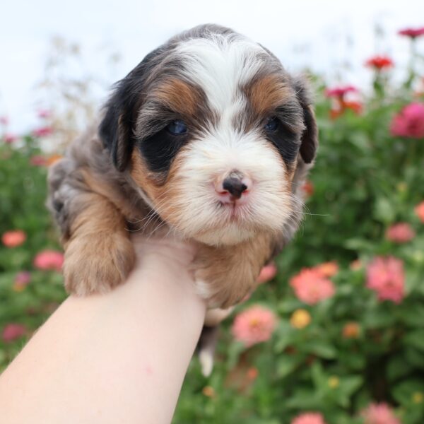 hypoallergenic puppies near me