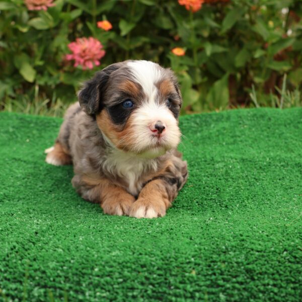 hypoallergenic puppy
