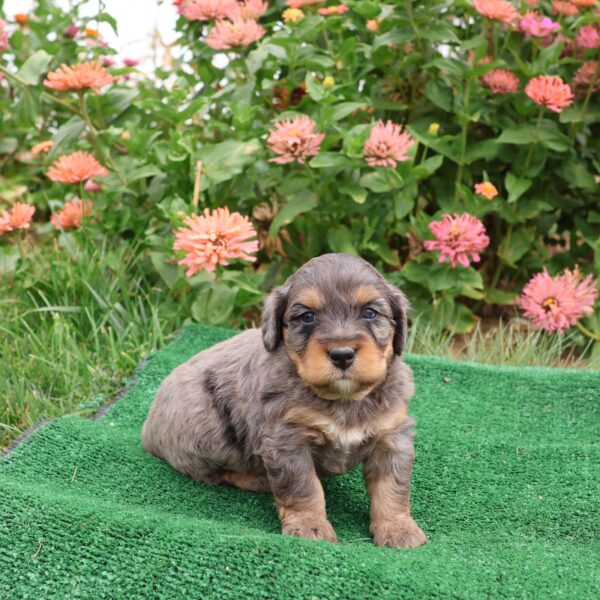 hypoallergenic puppy