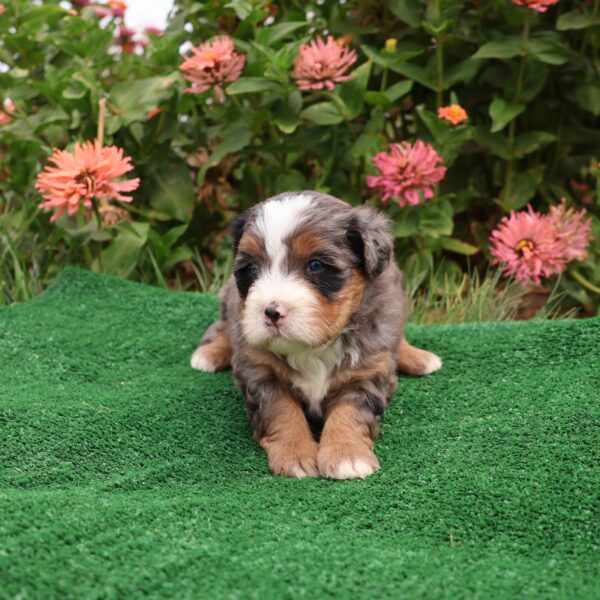 hypoallergenic puppy food