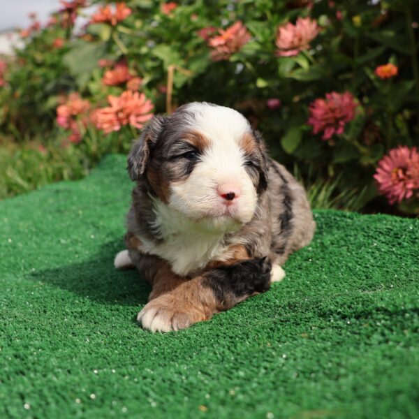 merle bernedoodle