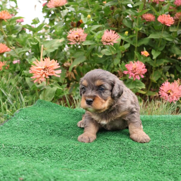 merle tri color bernedoodle