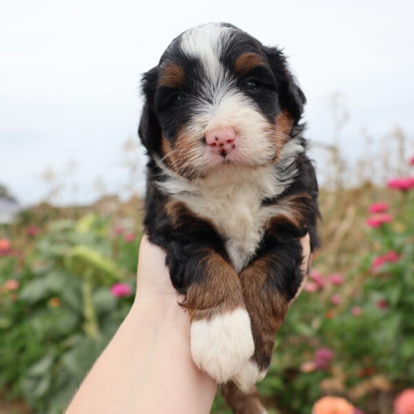 mini bernadoodle