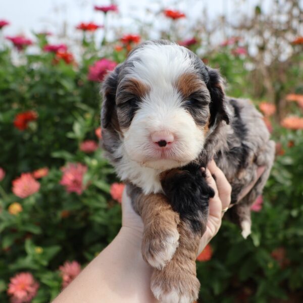 mini bernedoodle