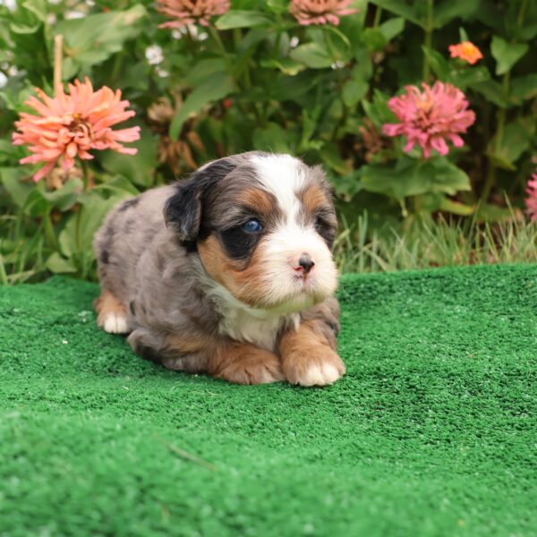 mini bernedoodle merle