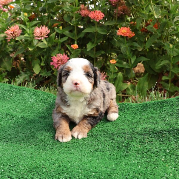mini bernedoodle puppies