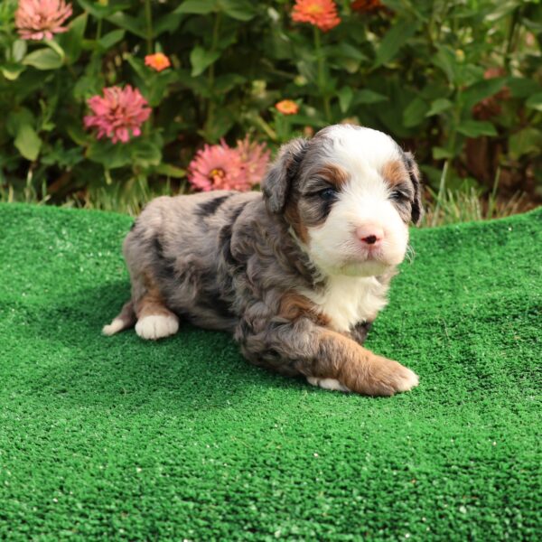 mini bernedoodles