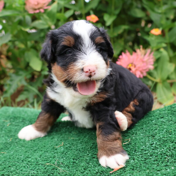 mini bernidoodle
