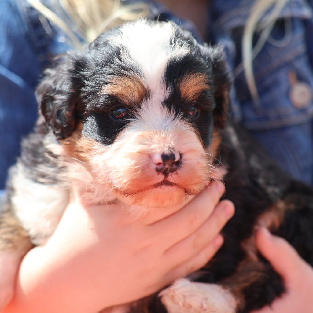 mini f1 bernedoodle