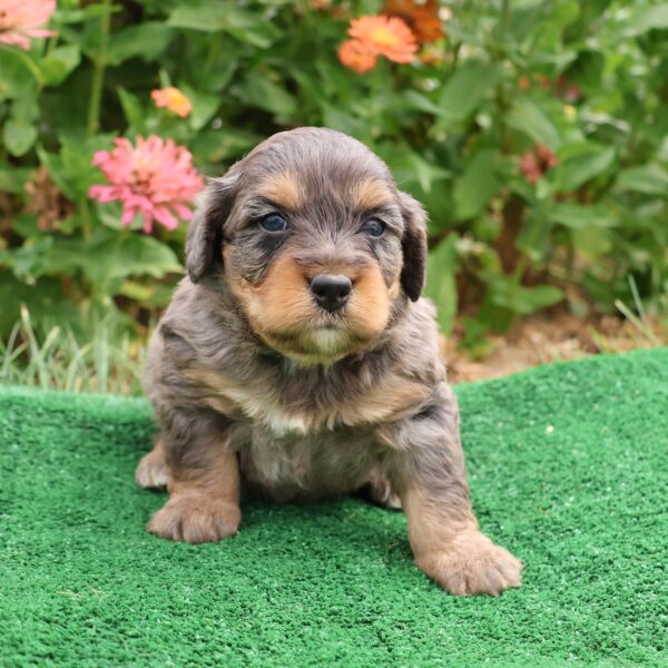 mini merle bernedoodle