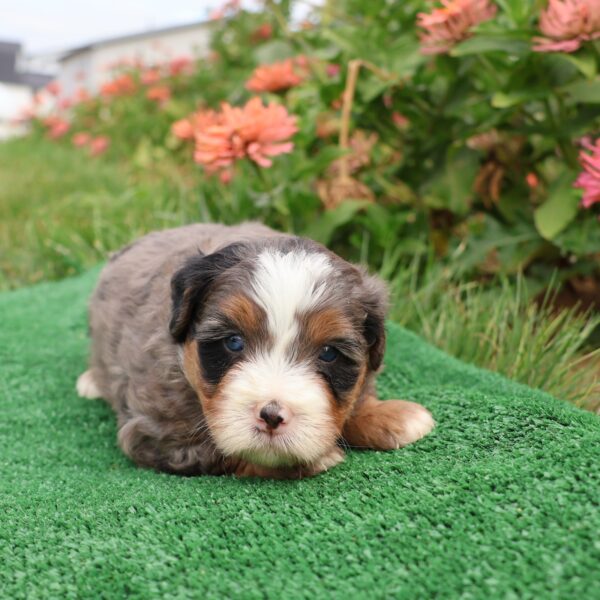 mini merle bernedoodle