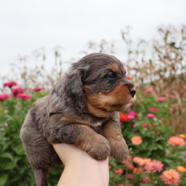 puppies hypoallergenic