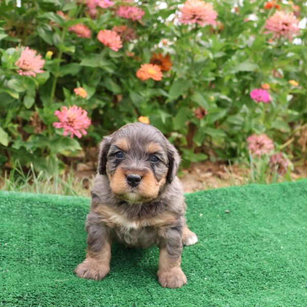 puppy hypoallergenic