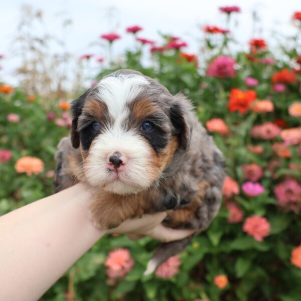 puppy hypoallergenic