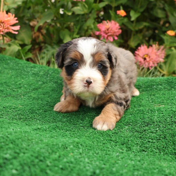 tri color merle bernedoodle