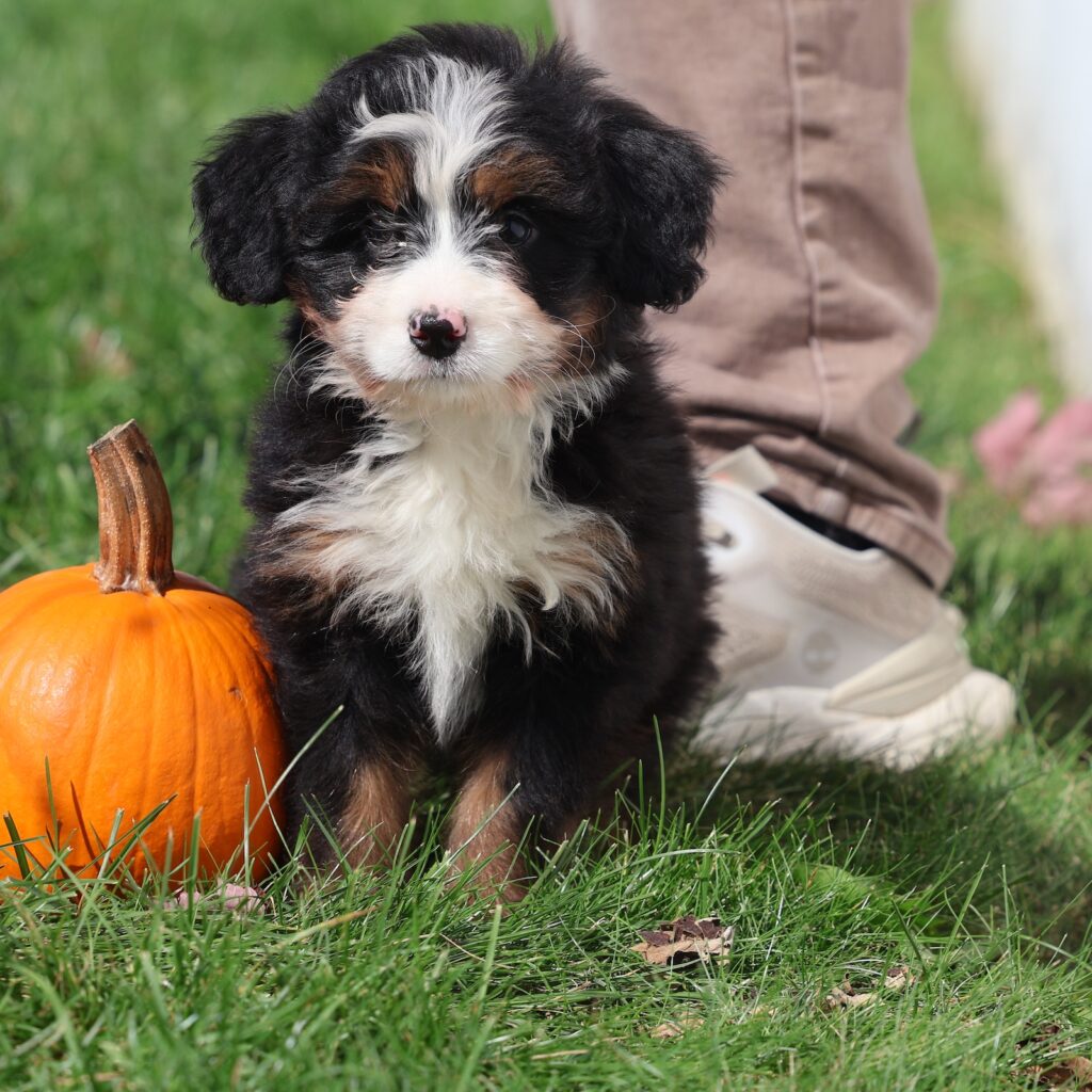 ultra bernedoodle