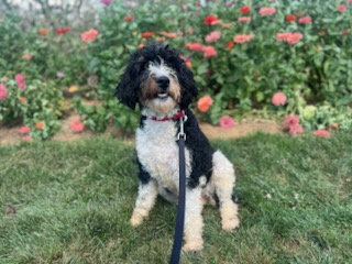 Bernedoodle Mom Sasha