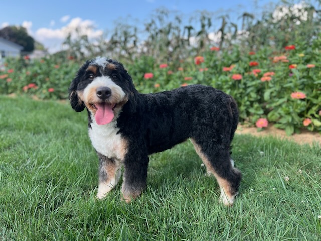 bernedoodle Mom Tammy