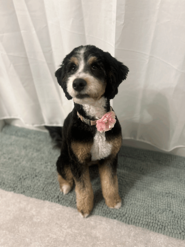 Home Raised Bernedoodle