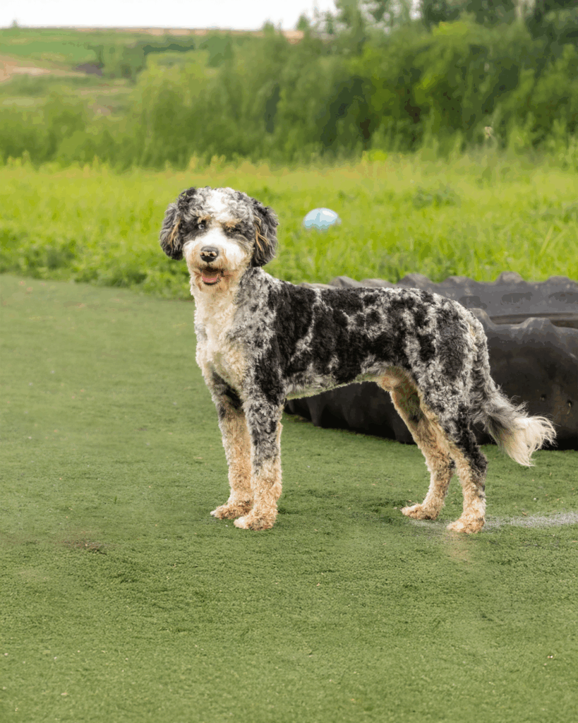 Stunning Bernedoolde