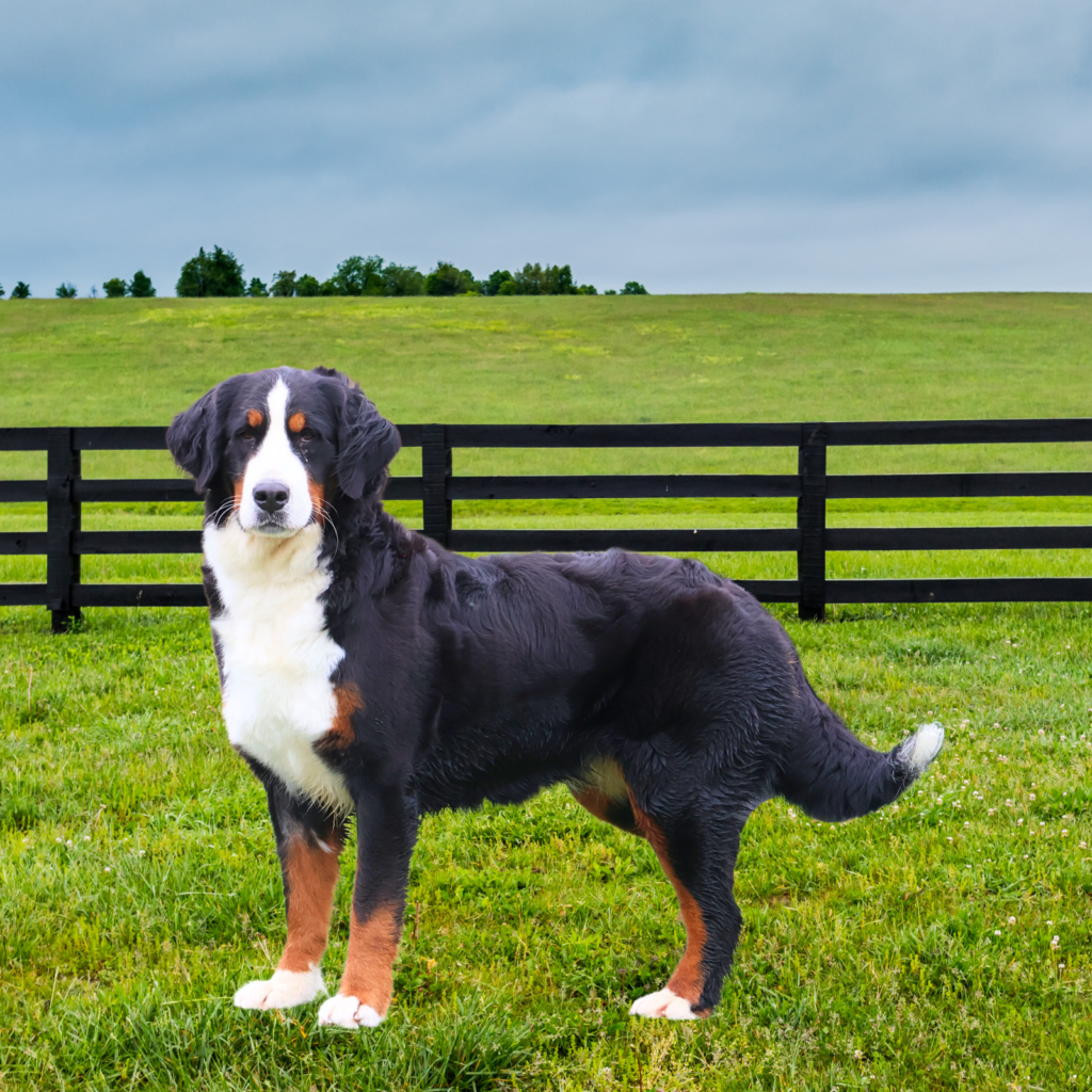 Daisy Bernese Mountain Dog Mom