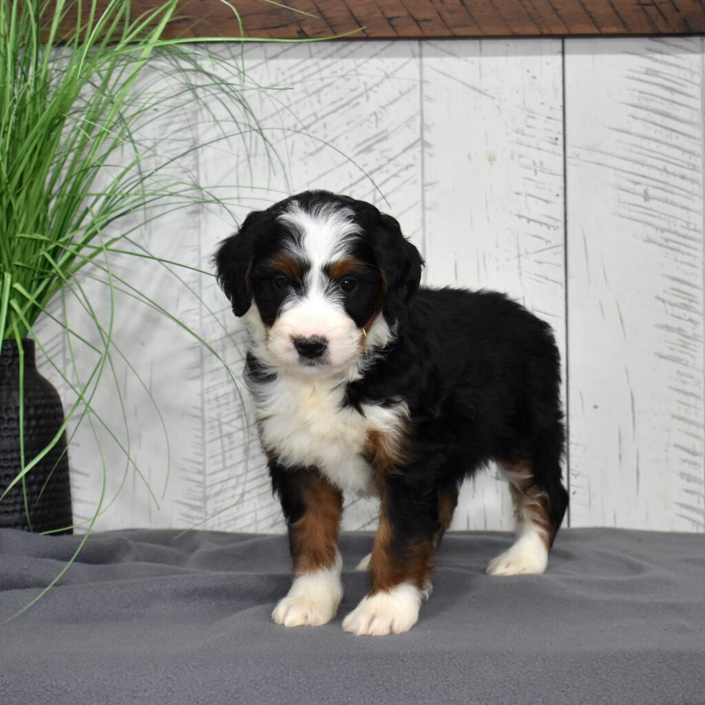 bernedoodle puppies for sale