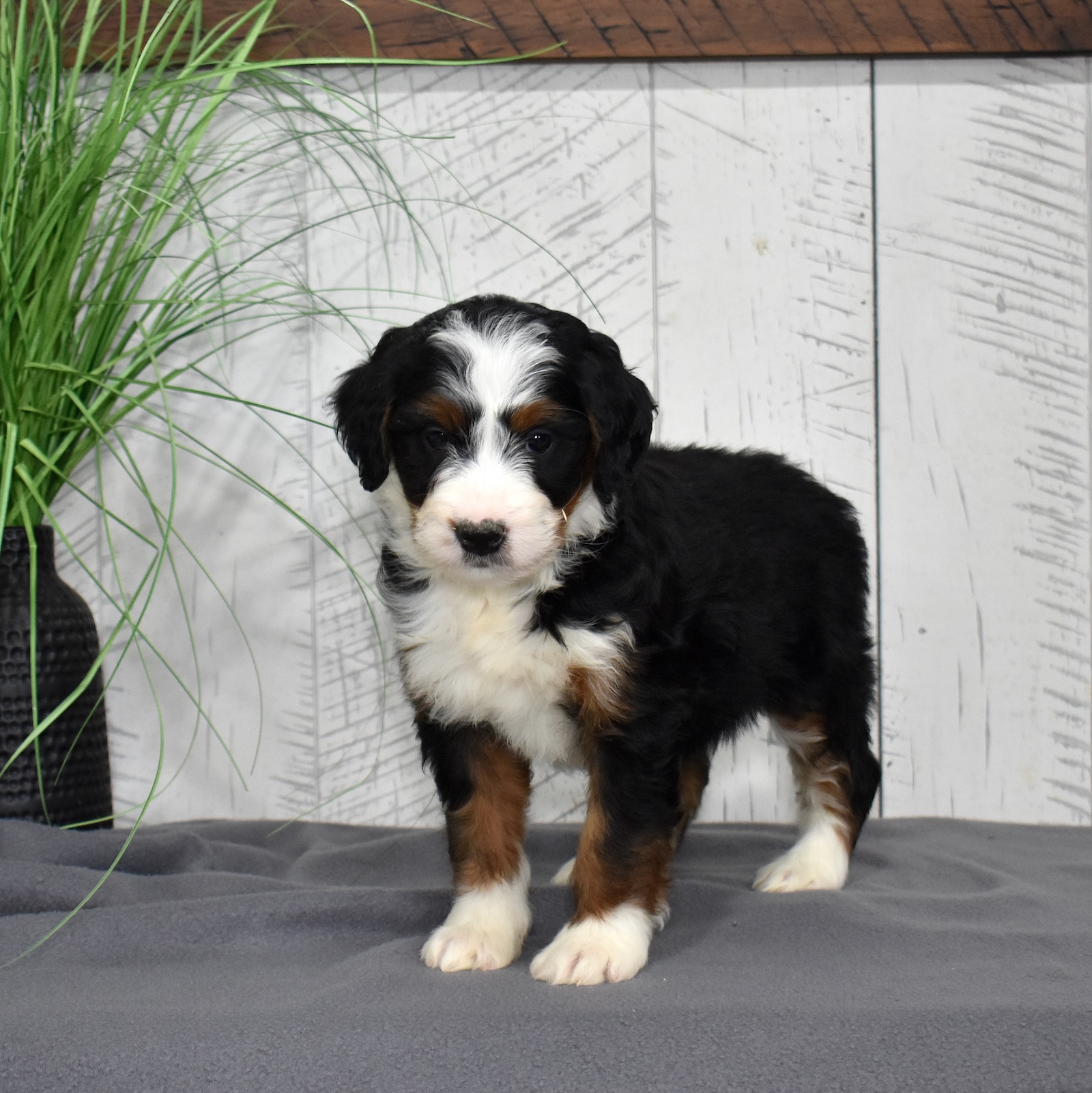 bernedoodle puppies for sale