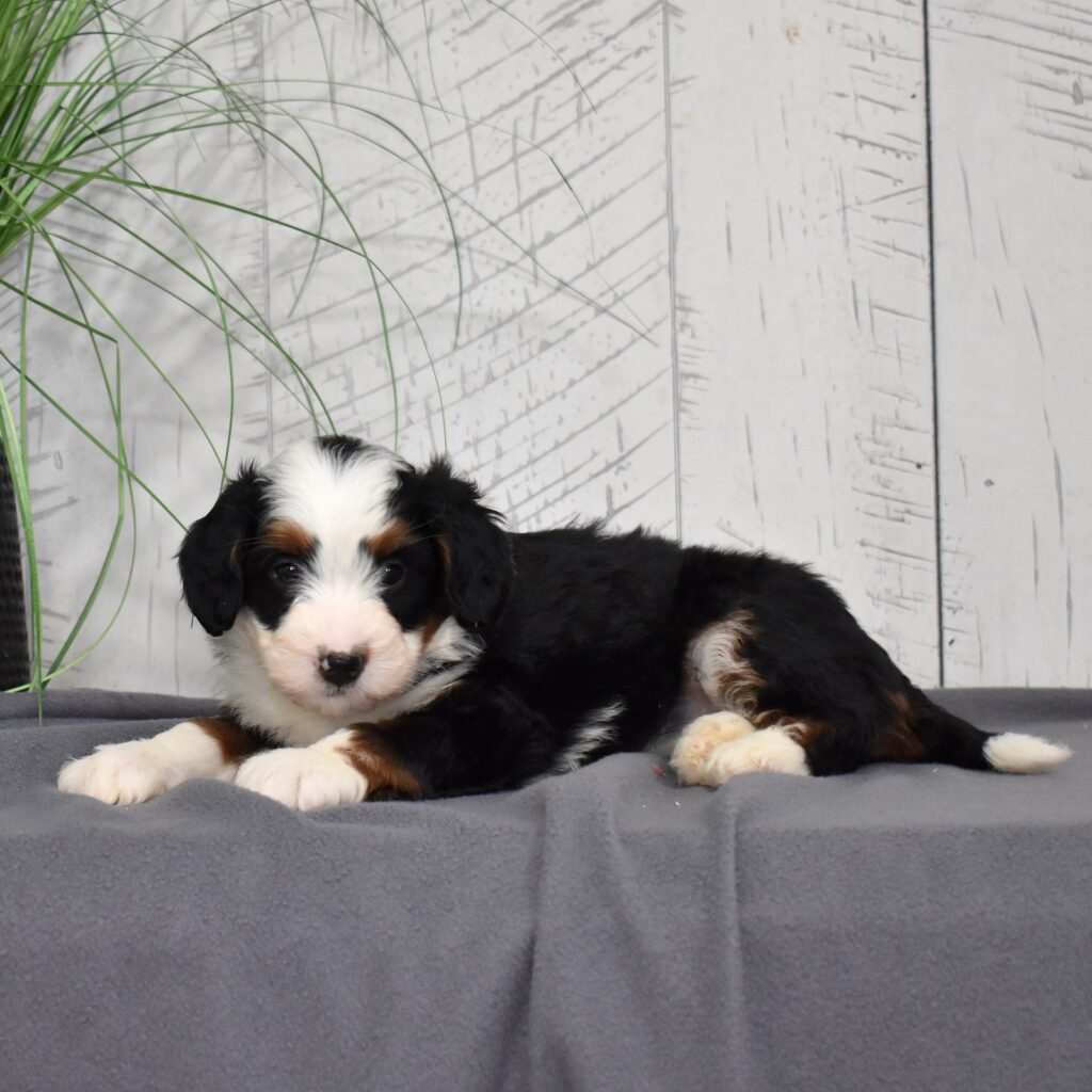 bernedoodle puppies for sale