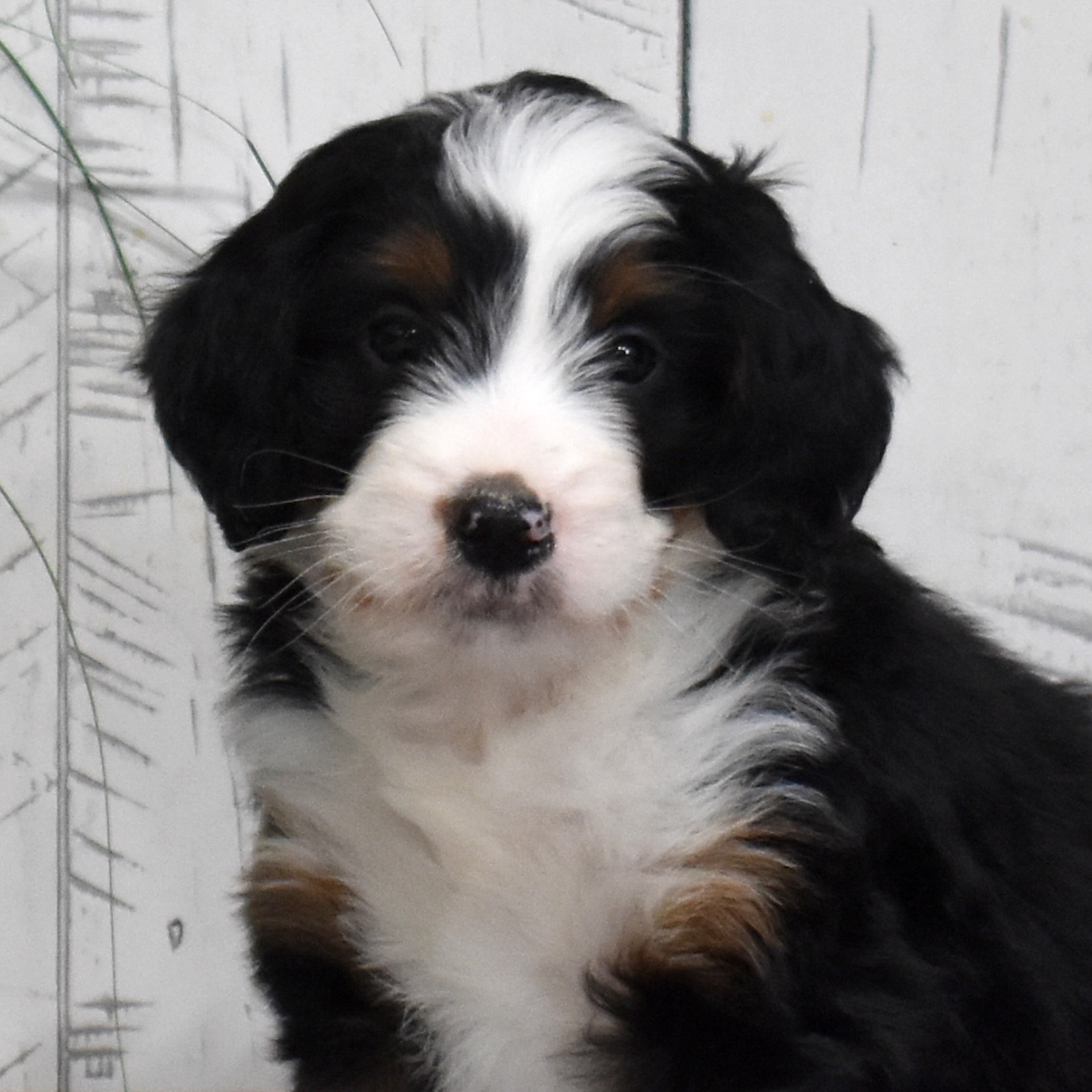 bernedoodle puppies for sale