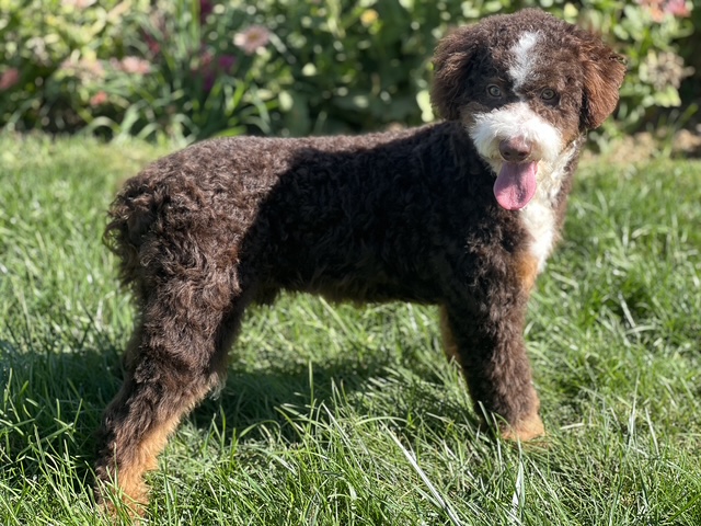 Adult Bernedoodle Jasper