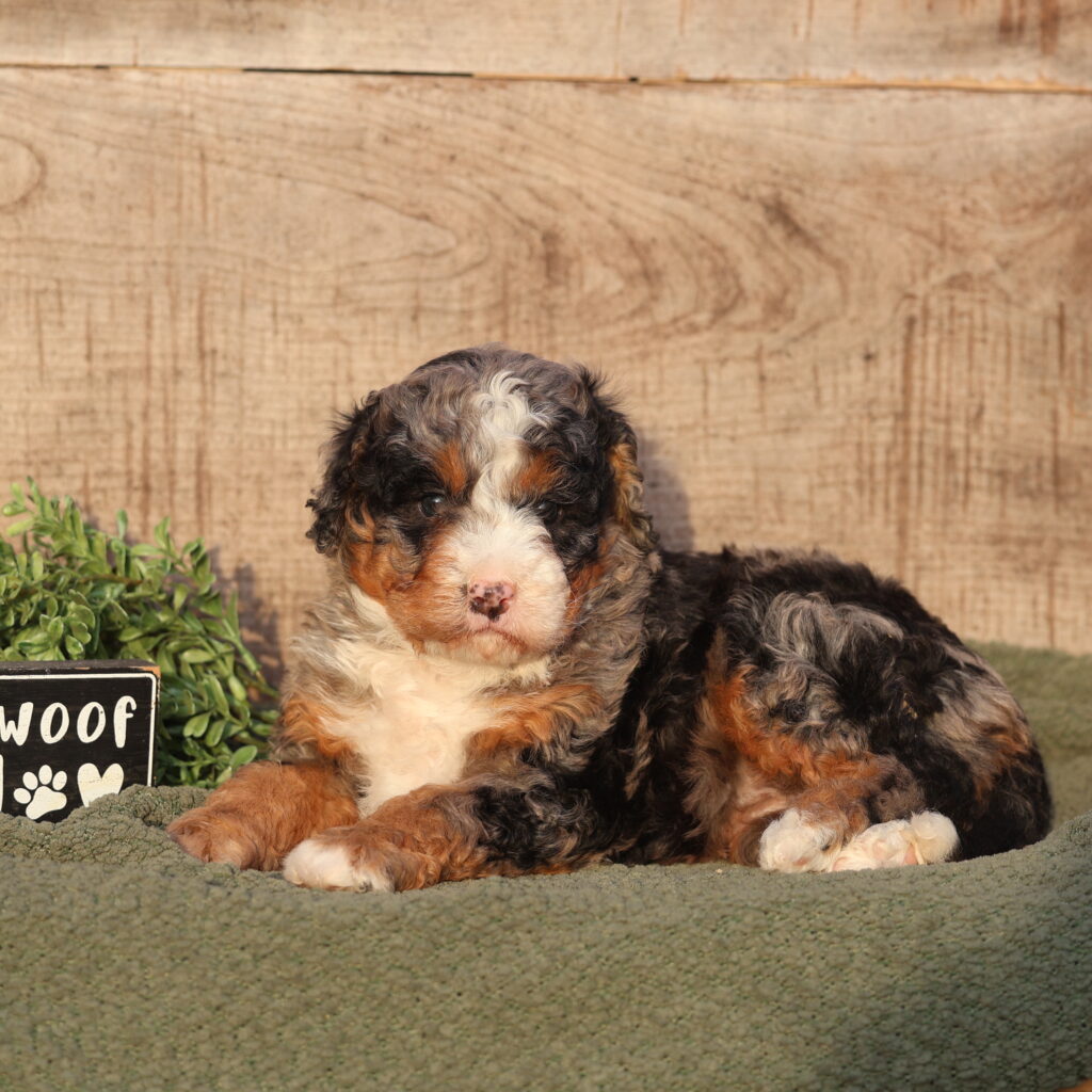 merle bernedoodle puppies