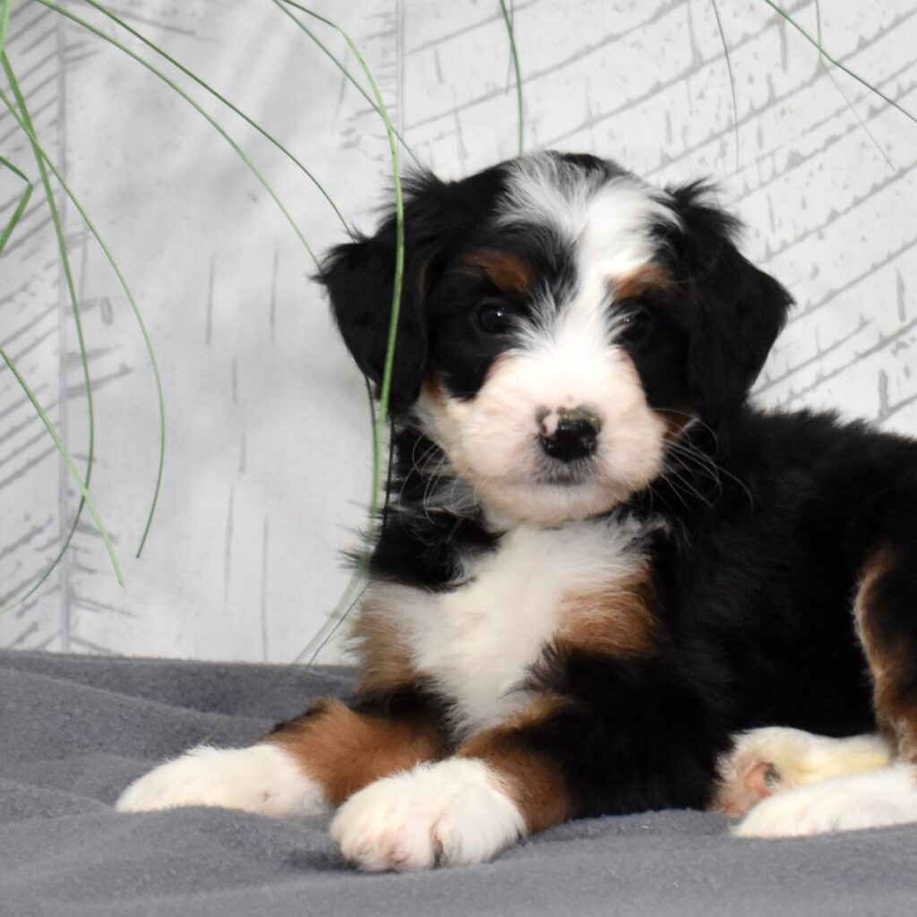 mini bernedoodle puppy