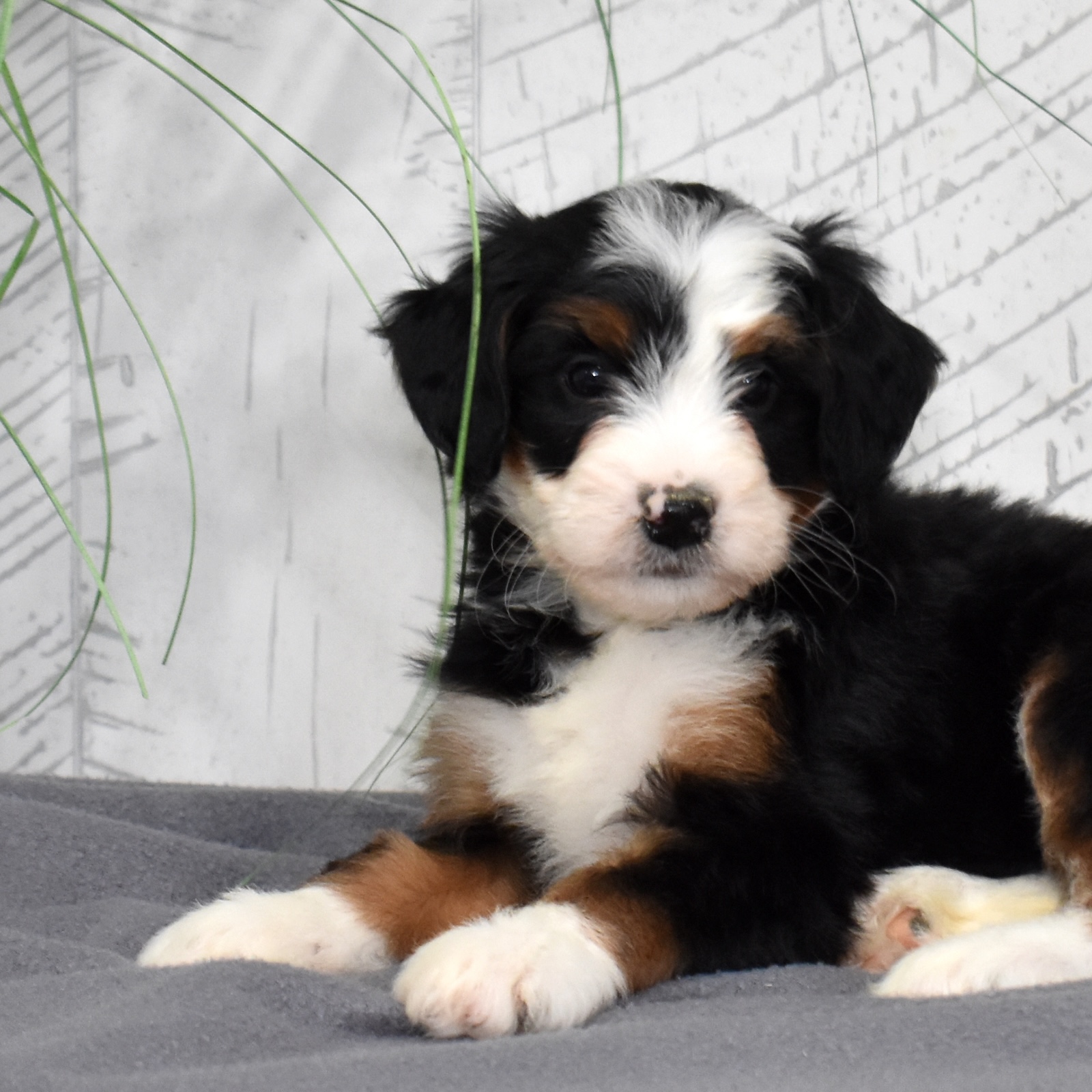 mini bernedoodle puppy