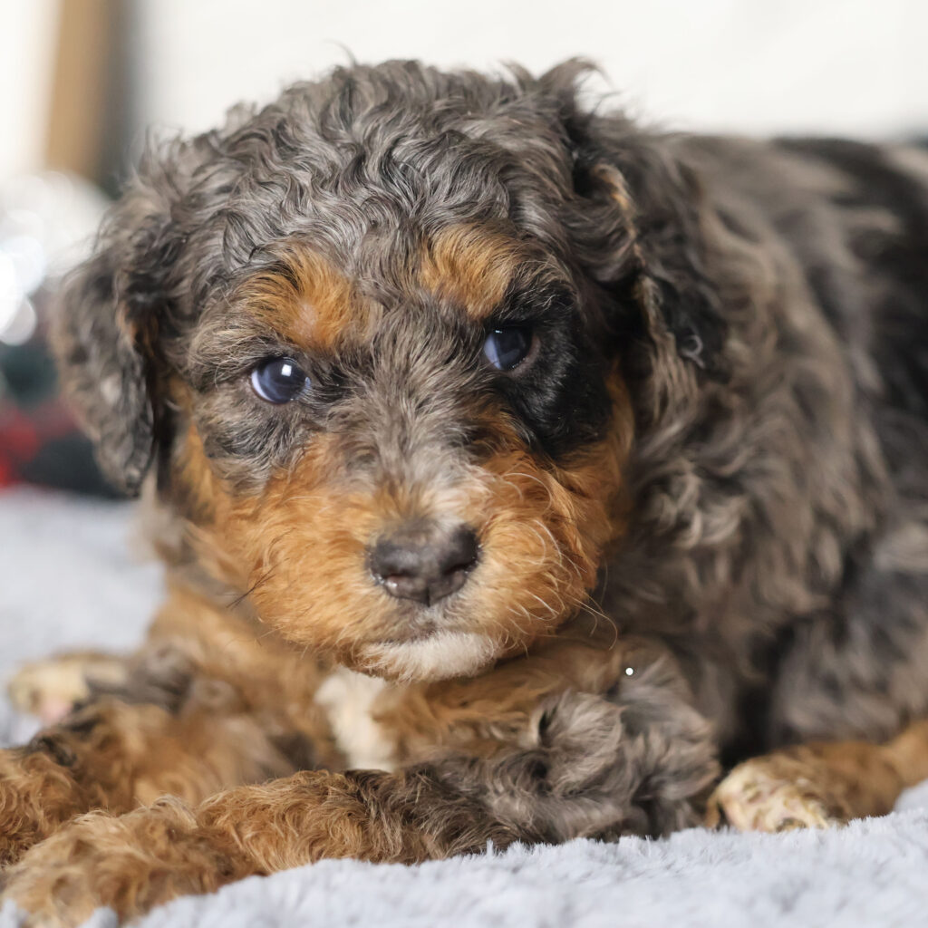 mini merle bernedoodle