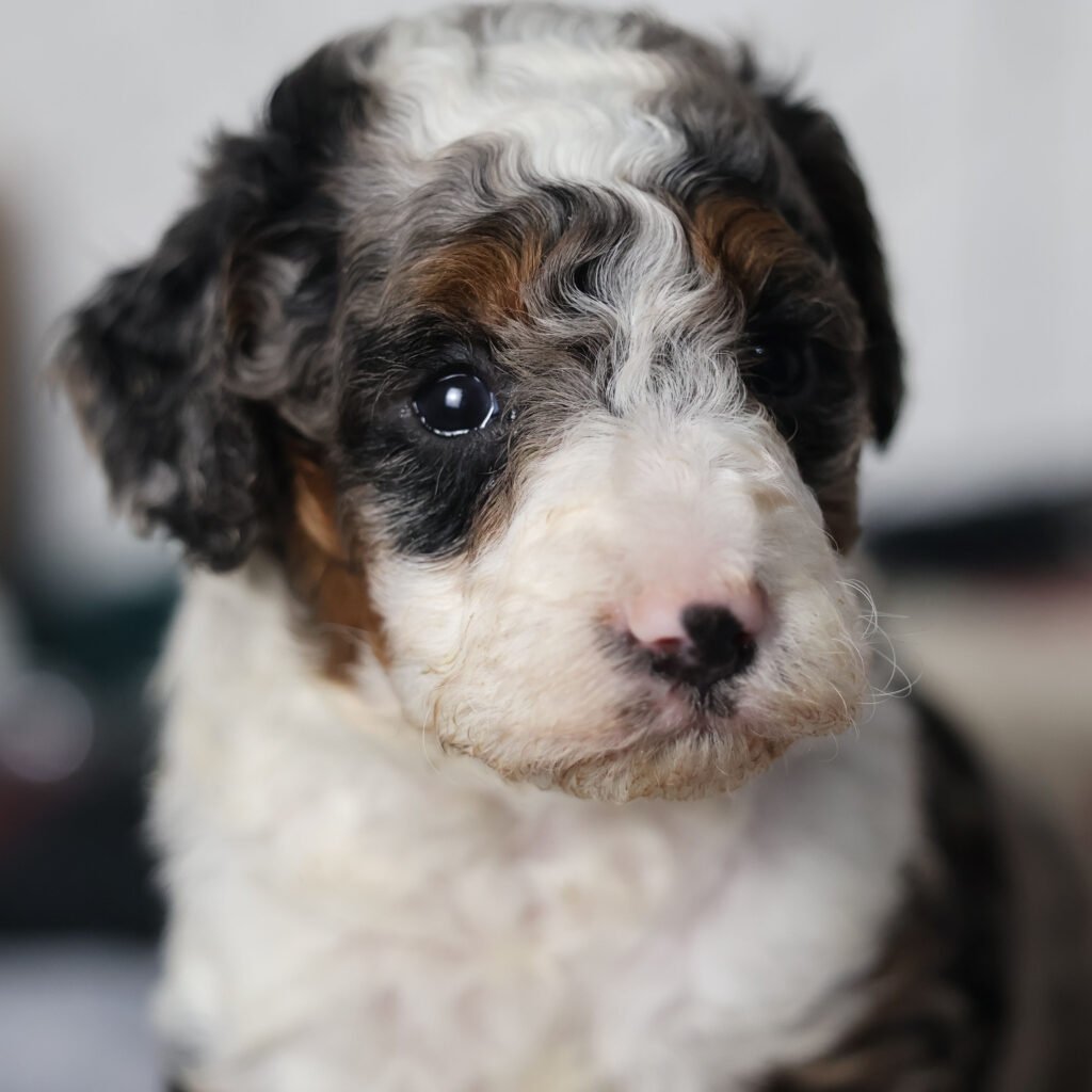 miniature bernedoodle breeders