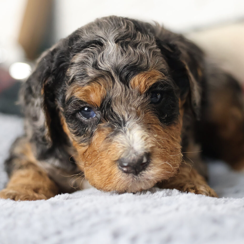 phantom bernedoodle near me