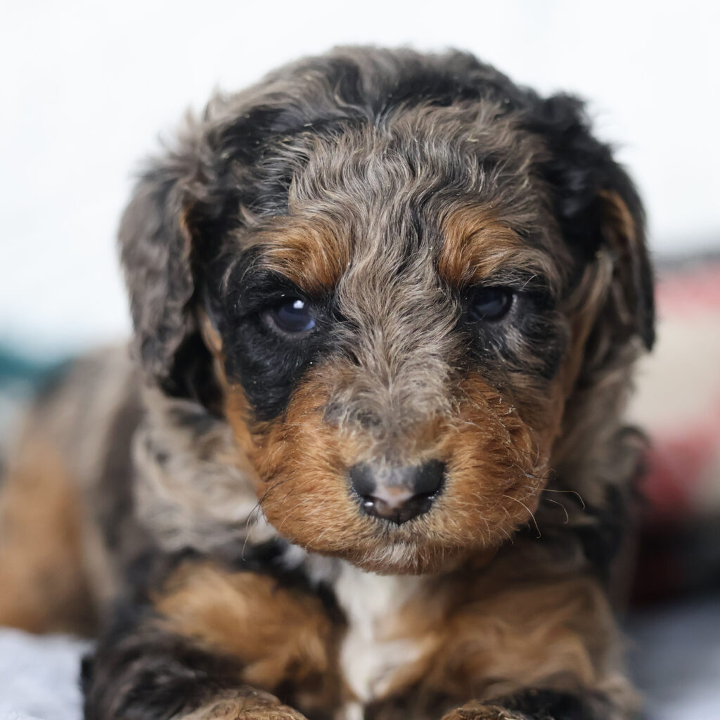 phantom bernedoodles