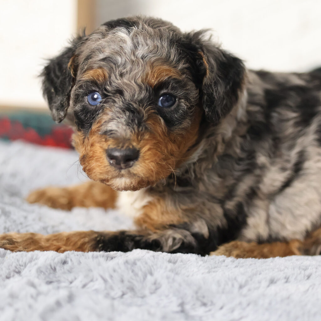 phantom blue merle bernedoodle
