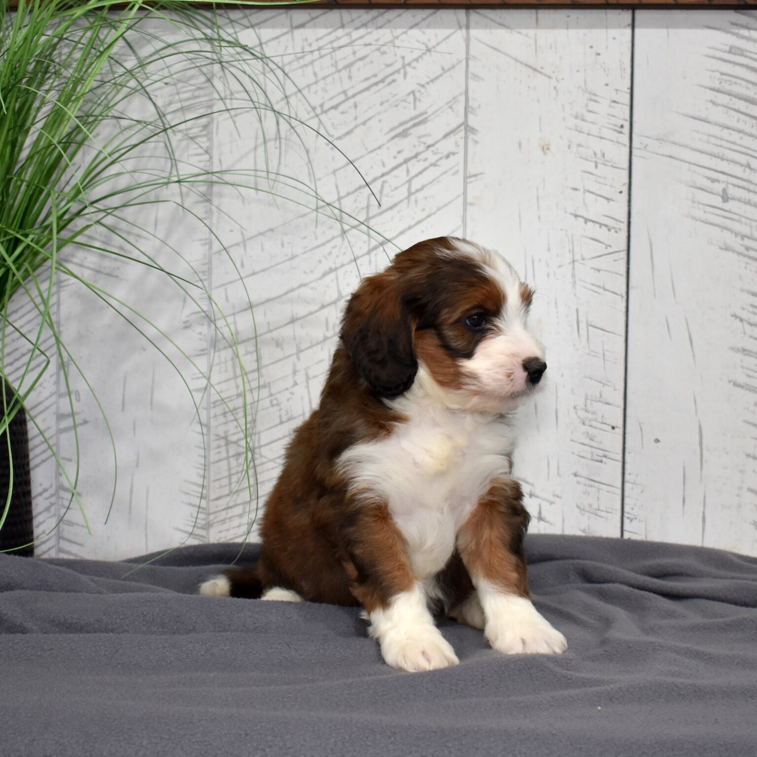 Berry Patch Puppies | sable tricolor bernedoodle apollo