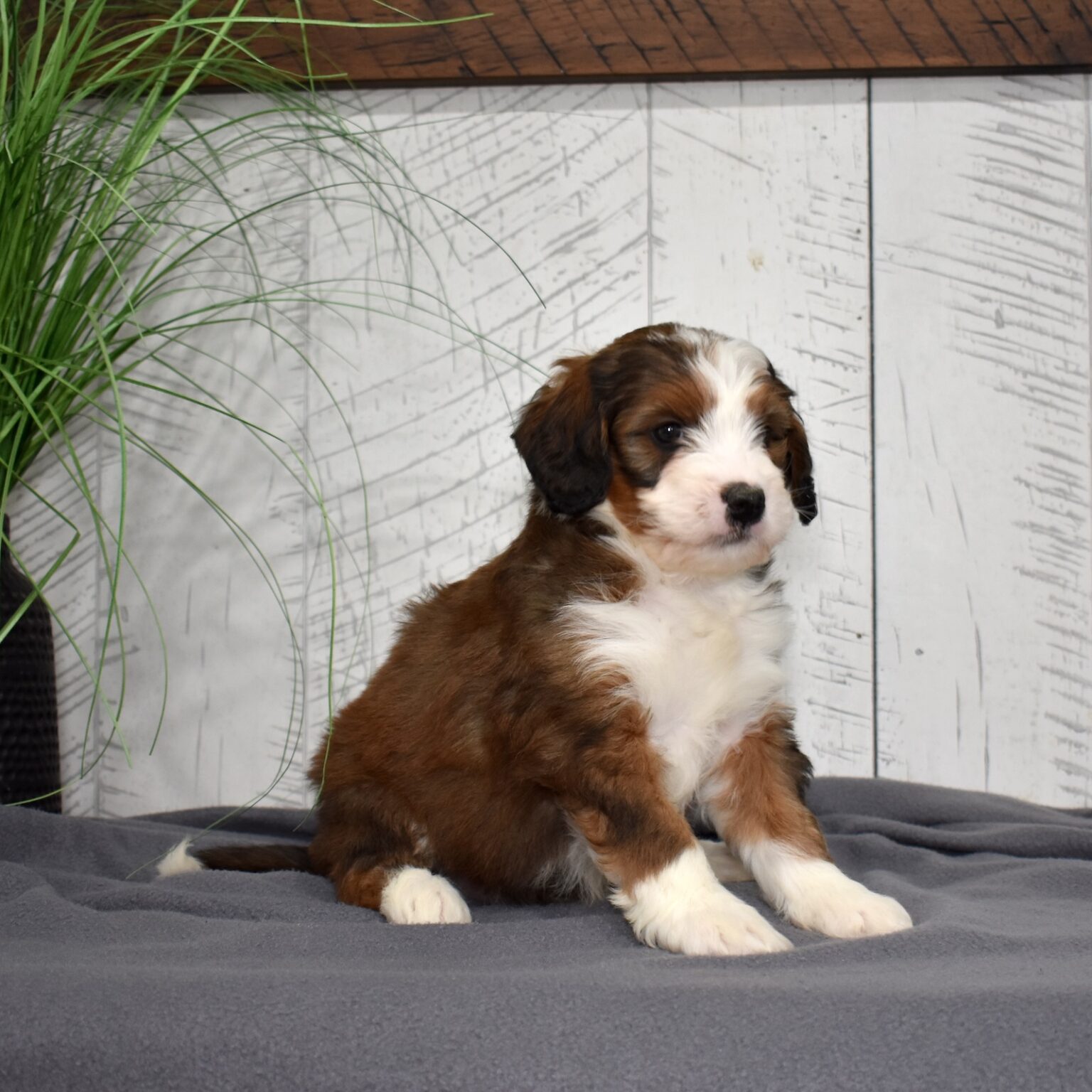 Berry Patch Puppies | sable tricolor bernedoodle apollo