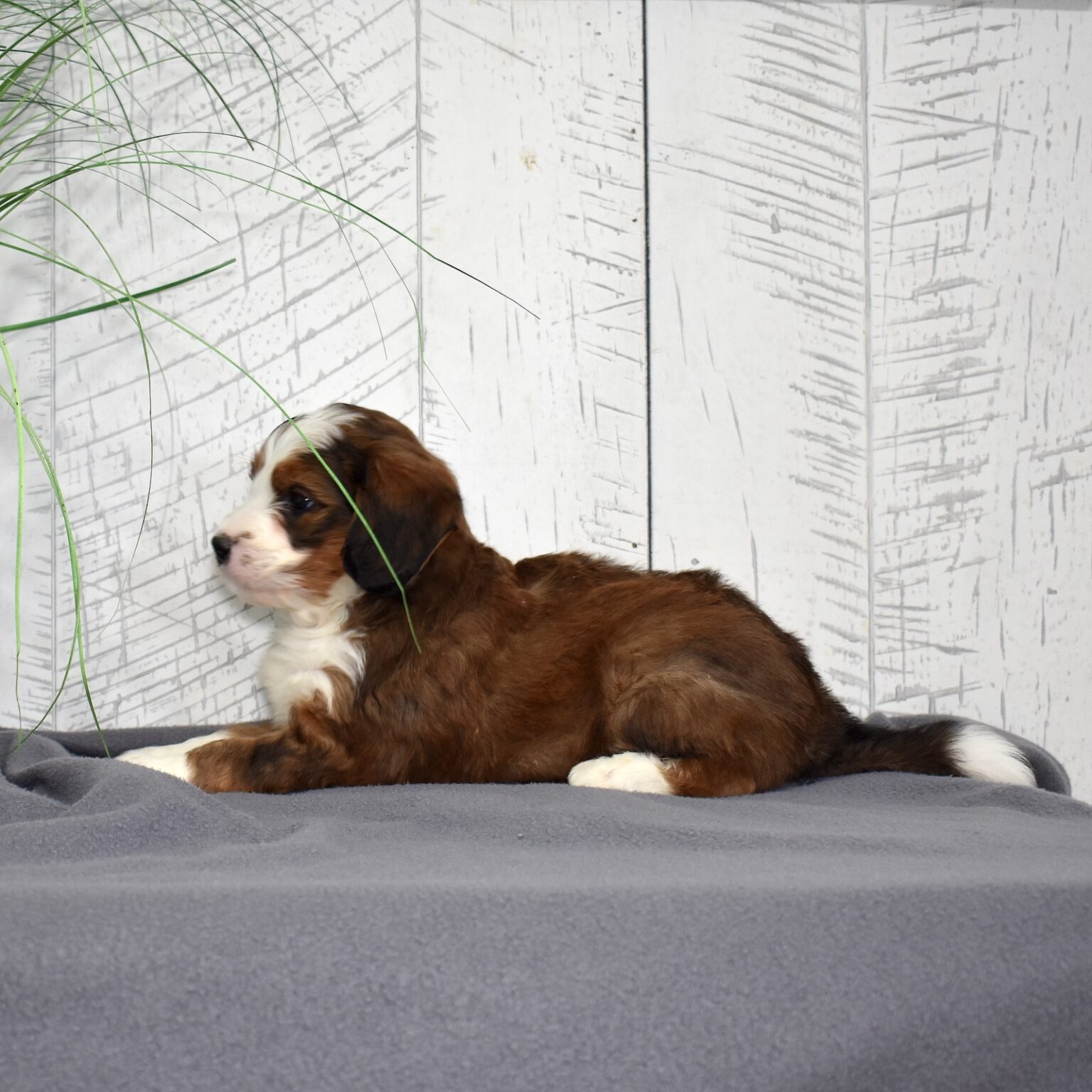 Berry Patch Puppies | sable tricolor bernedoodle apollo
