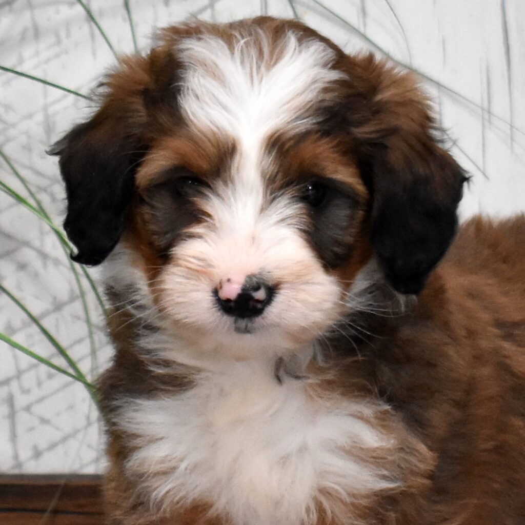 tri color sable bernedoodle