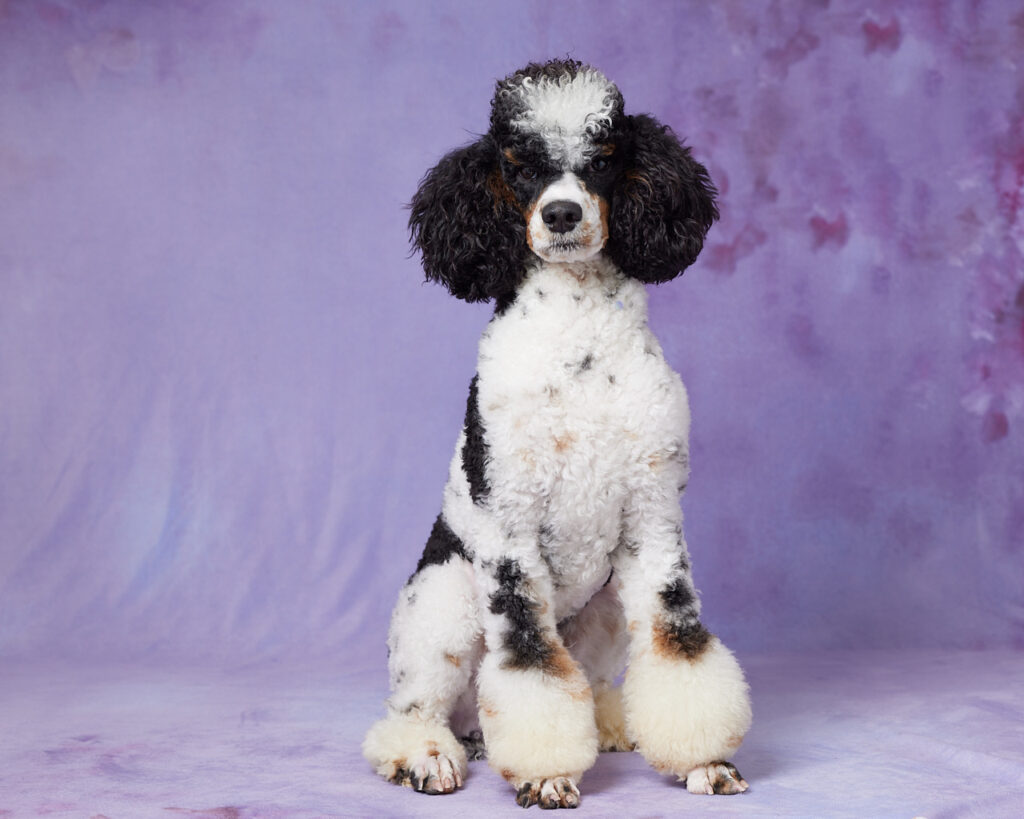 Bernedoodle Dad Dominic