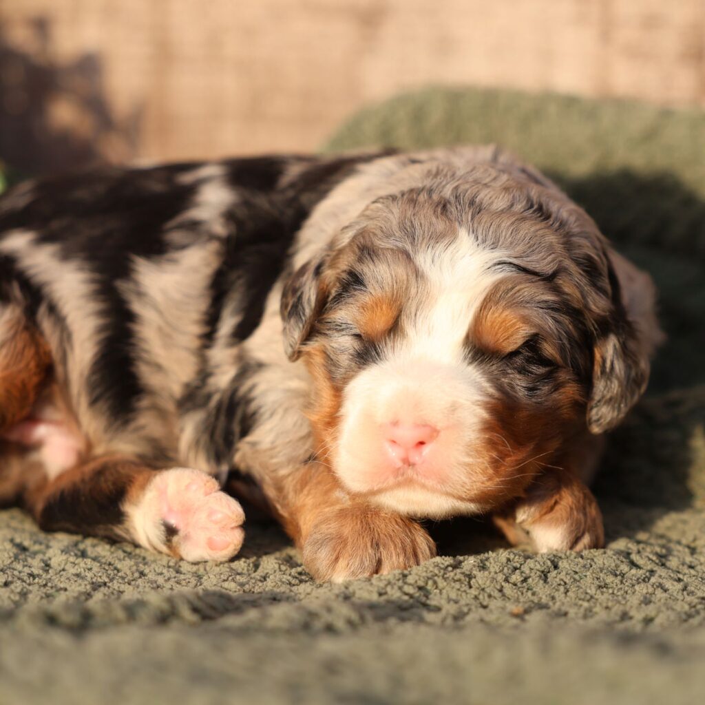ultra bernedoodle puppy